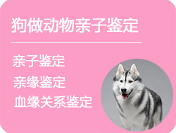 安徽省狗做动物亲子鉴定