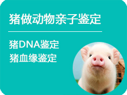 安徽省猪做动物亲子鉴定